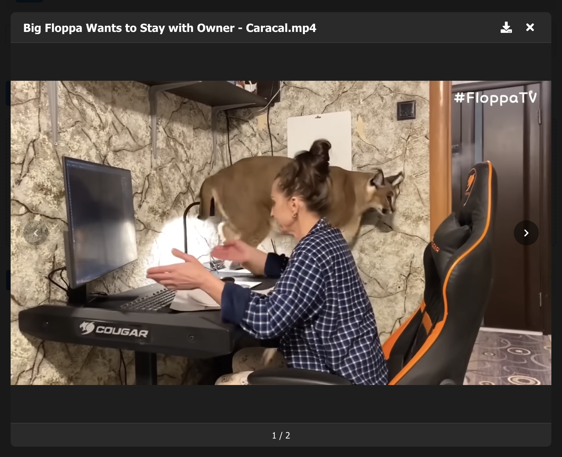 In-browser video player — media preview without downloading